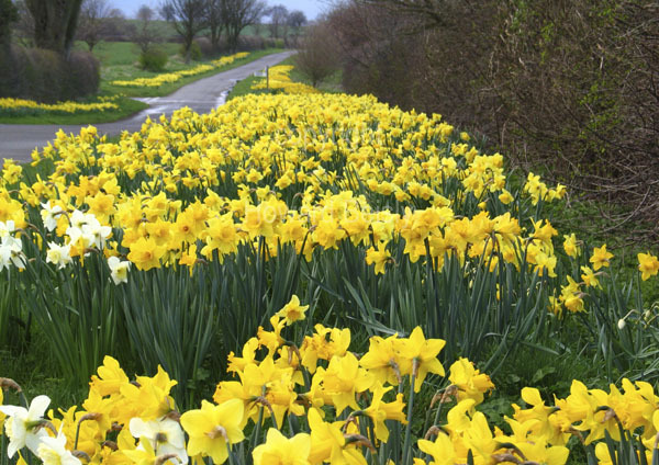 Daffodils at Wold Newton